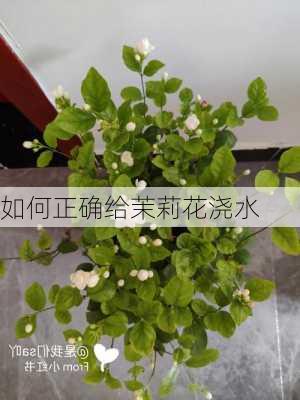 如何正确给茉莉花浇水