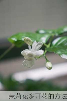 茉莉花多开花的方法