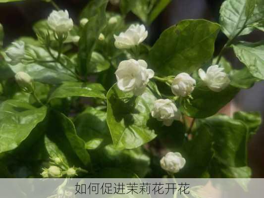 如何促进茉莉花开花