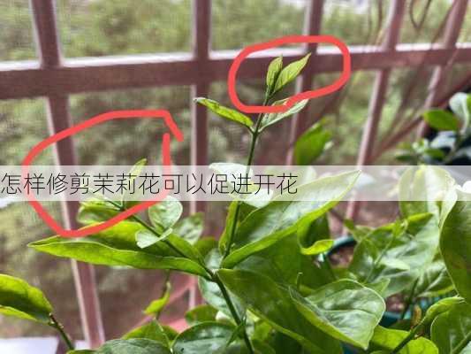 怎样修剪茉莉花可以促进开花