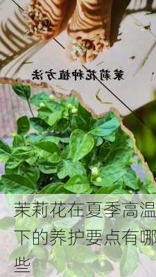 茉莉花在夏季高温下的养护要点有哪些