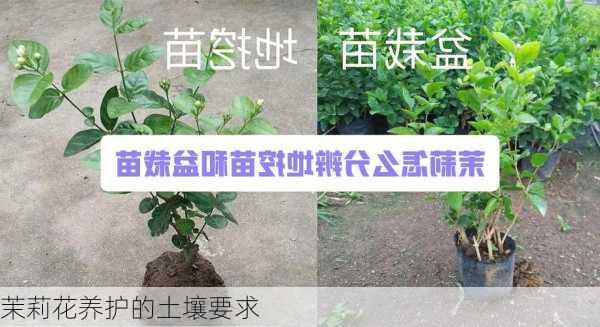 茉莉花养护的土壤要求