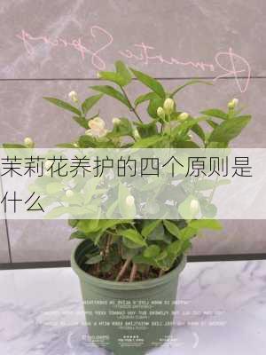 茉莉花养护的四个原则是什么