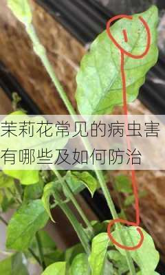 茉莉花常见的病虫害有哪些及如何防治