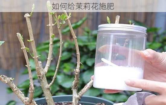 如何给茉莉花施肥