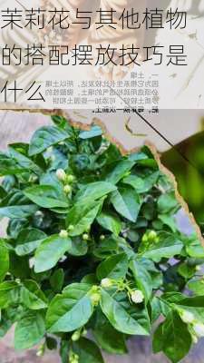 茉莉花与其他植物的搭配摆放技巧是什么