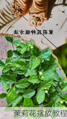 茉莉花摆放教程