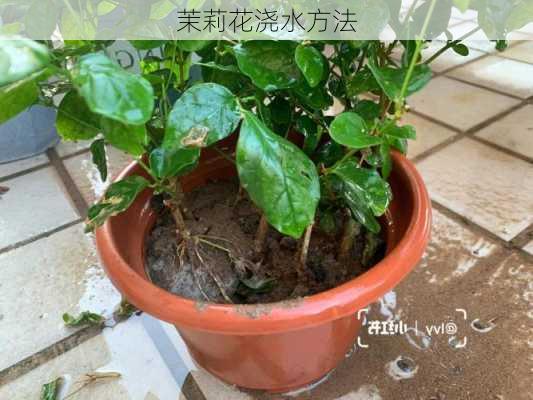 茉莉花浇水方法