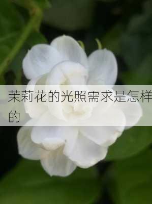 茉莉花的光照需求是怎样的