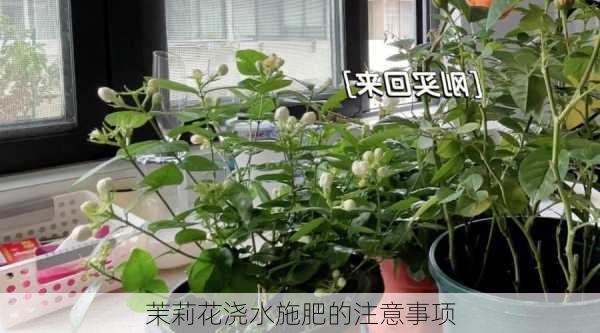 茉莉花浇水施肥的注意事项