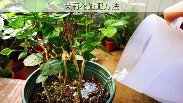 茉莉花施肥方法