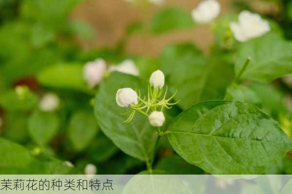 茉莉花的种类和特点