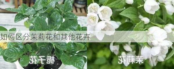 如何区分茉莉花和其他花卉