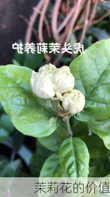 茉莉花的价值