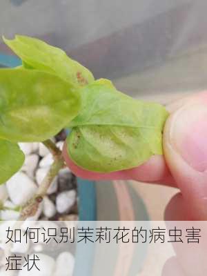 如何识别茉莉花的病虫害症状