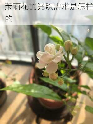 茉莉花的光照需求是怎样的