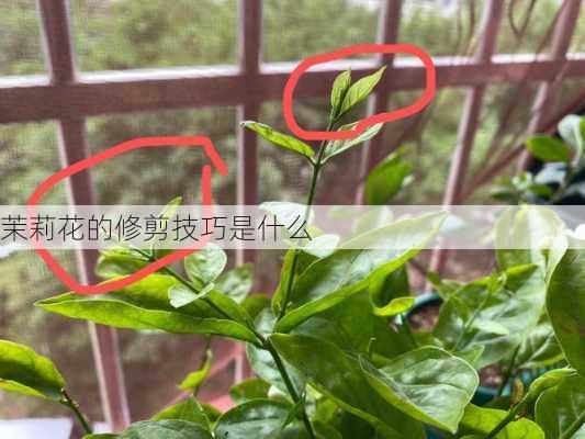 茉莉花的修剪技巧是什么