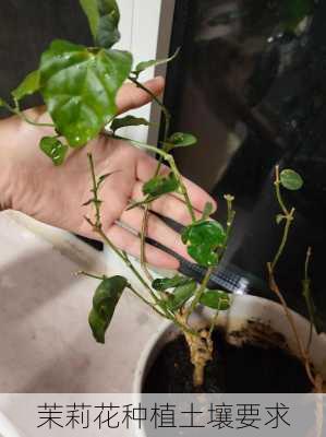 茉莉花种植土壤要求