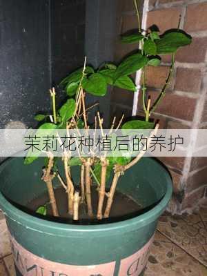 茉莉花种植后的养护