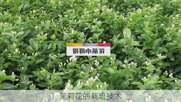 茉莉花的栽培技术