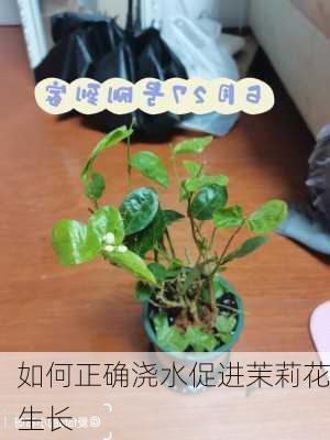 如何正确浇水促进茉莉花生长