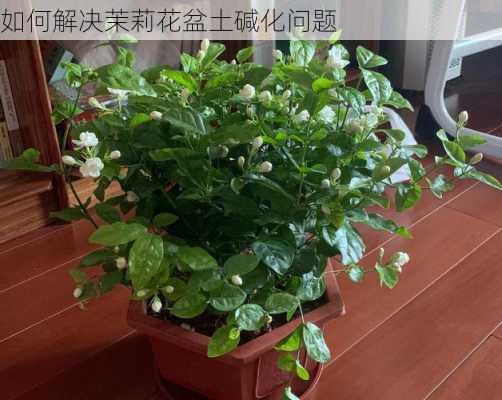 如何解决茉莉花盆土碱化问题