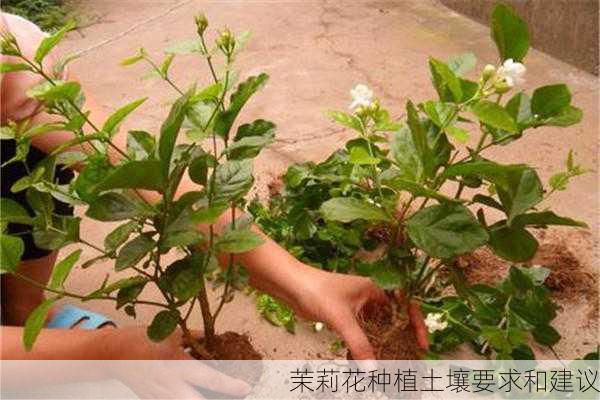 茉莉花种植土壤要求和建议