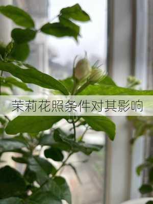 茉莉花照条件对其影响