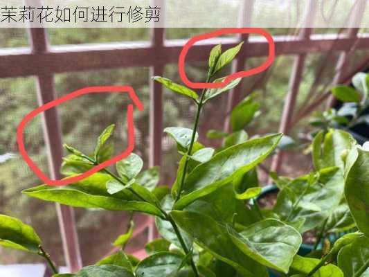 茉莉花如何进行修剪