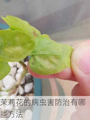 茉莉花的病虫害防治有哪些方法