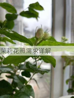 茉莉花照需求详解