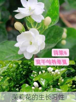 茉莉花的生长习性