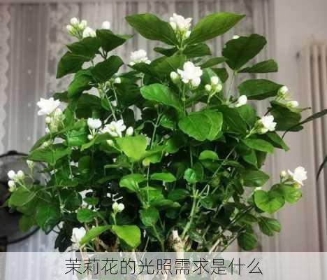 茉莉花的光照需求是什么