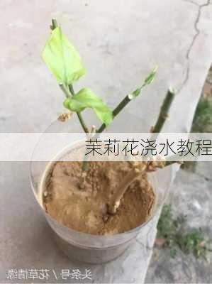 茉莉花浇水教程