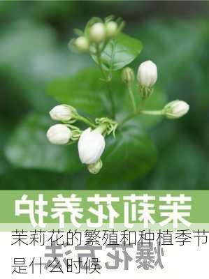 茉莉花的繁殖和种植季节是什么时候