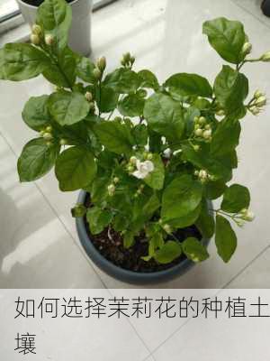 如何选择茉莉花的种植土壤