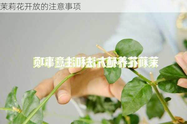 茉莉花开放的注意事项