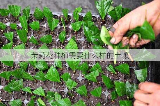 茉莉花种植需要什么样的土壤