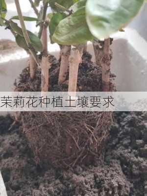 茉莉花种植土壤要求