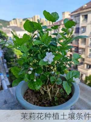 茉莉花种植土壤条件