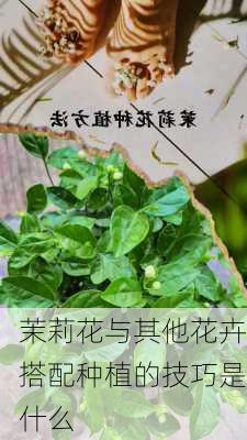 茉莉花与其他花卉搭配种植的技巧是什么