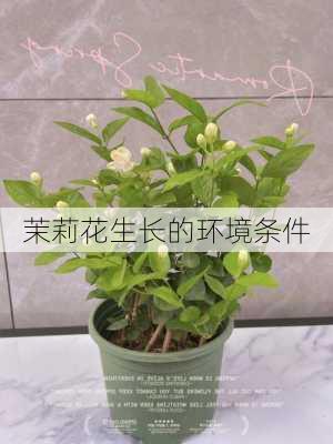 茉莉花生长的环境条件