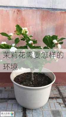 茉莉花需要怎样的环境