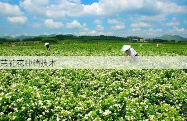 茉莉花种植技术