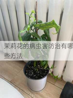 茉莉花的病虫害防治有哪些方法