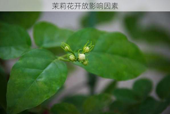 茉莉花开放影响因素