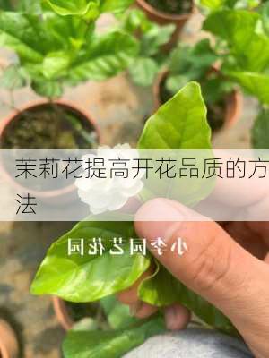 茉莉花提高开花品质的方法