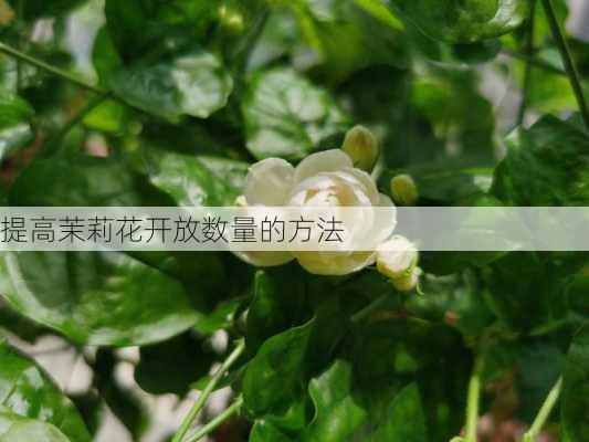 提高茉莉花开放数量的方法