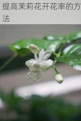 提高茉莉花开花率的方法