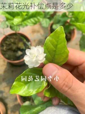 茉莉花光补偿点是多少